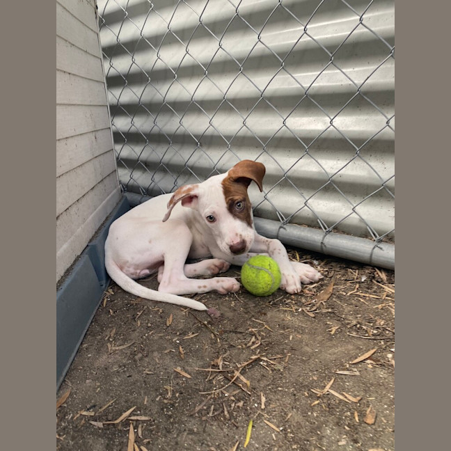 Photo of Daisy (Ex Fava)