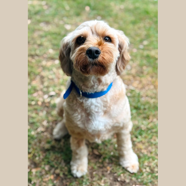 Photo of Bailey