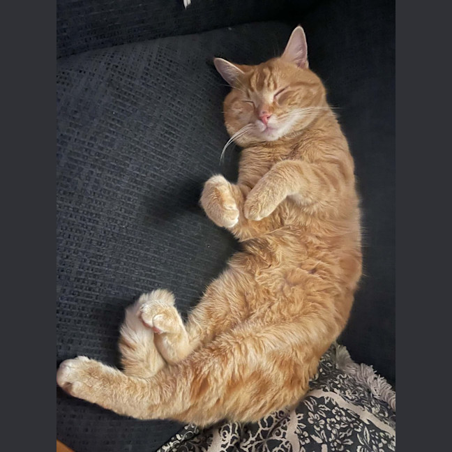 Photo of Dexter