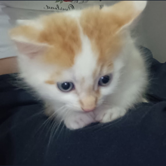 Photo of Crumpet