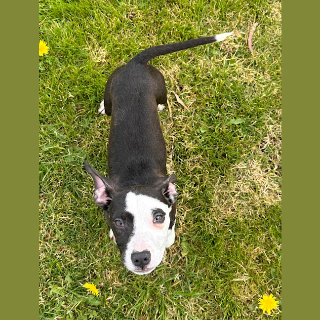 Photo of Murphy