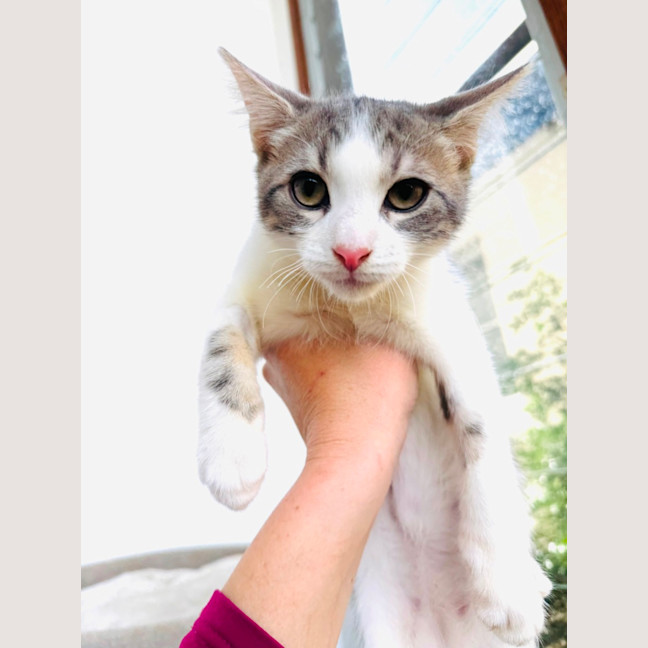 Photo of Marshmallow