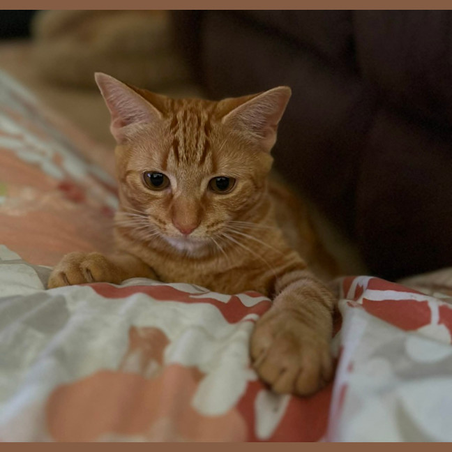 Photo of Countess Scratchula