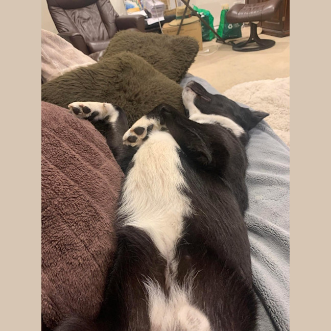 Photo of Shadow Moon 