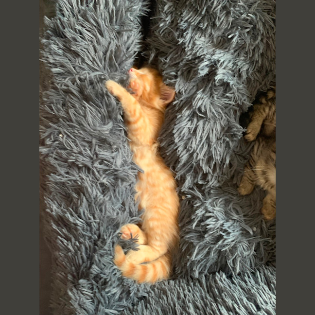 Photo of Sawyer 🐈🐈💙💙