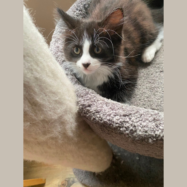 Photo of Charming Meet Me At Pet Stock Chelsea