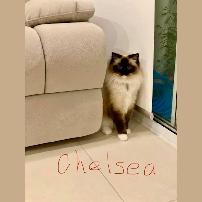 Photo of Chelsea