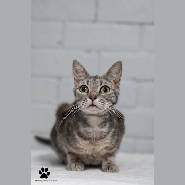 Photo of Barb