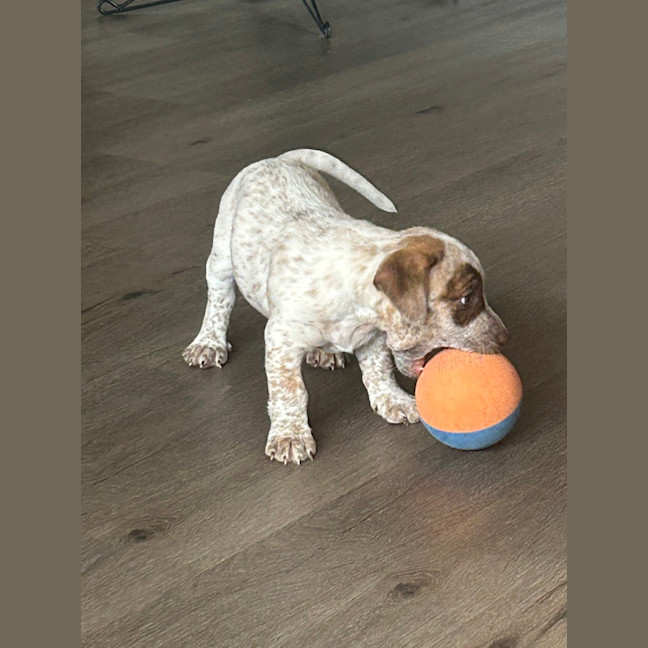 Photo of Hank (Was Buddy)