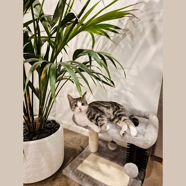 Photo of Lulu   Meet Me @ Petstock Prahran