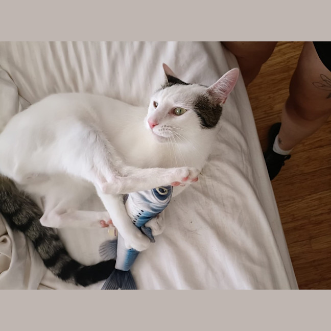 Photo of Stellar Slinky