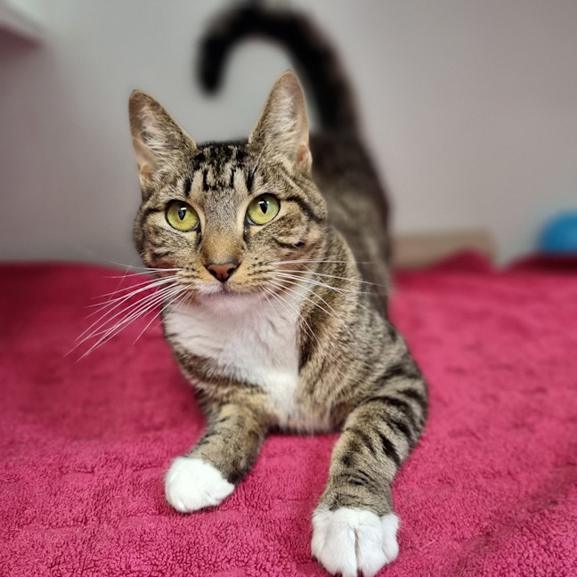 Photo of Cleo