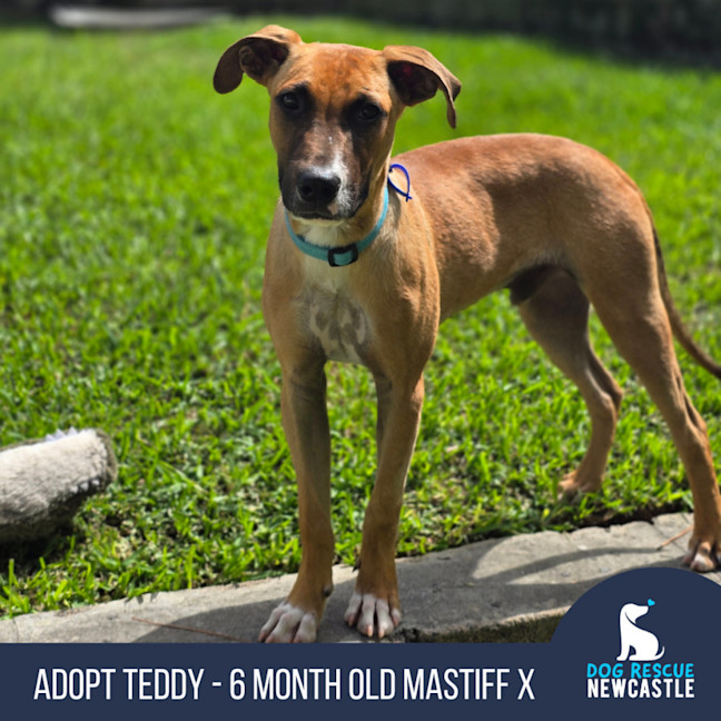 Photo of Teddy   6 Month Old Mastiff X