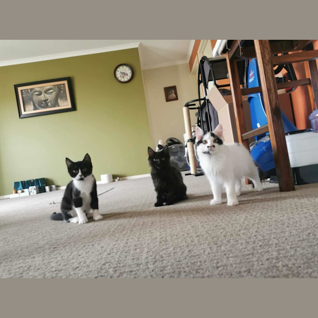 Photo of Boots   Located In Deer Park