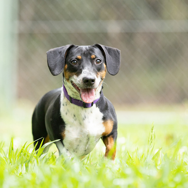Photo of Tuppence