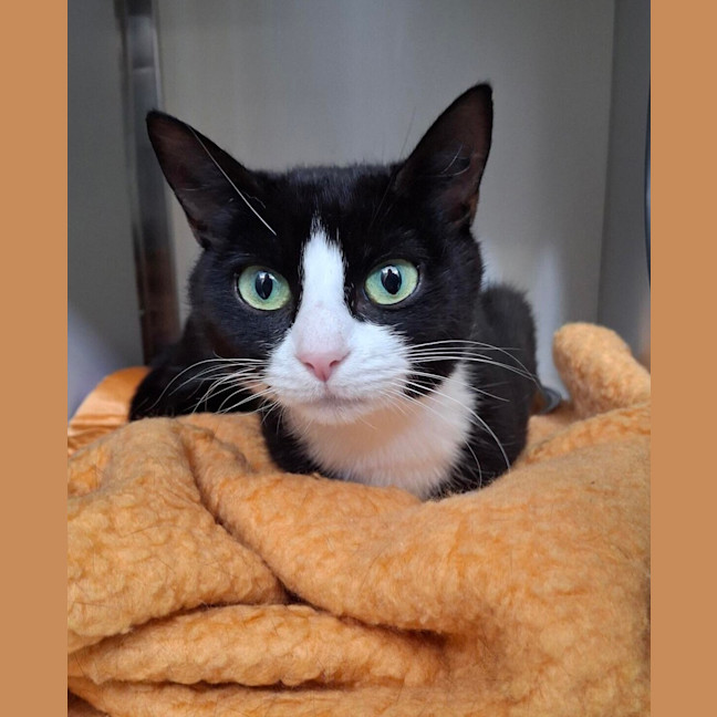 Photo of Peppermint Patty