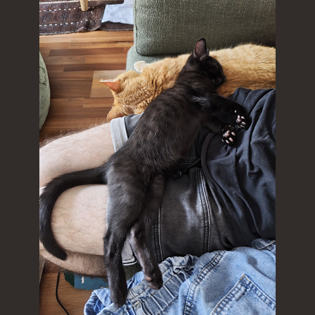 Photo of Sumi (Previously Chompa)