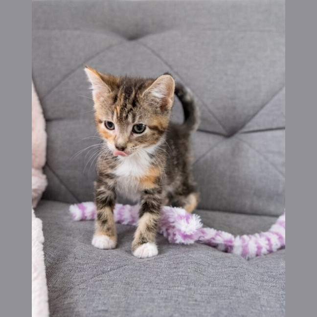 Photo of Ginger