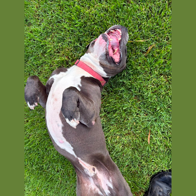 Photo of Archie