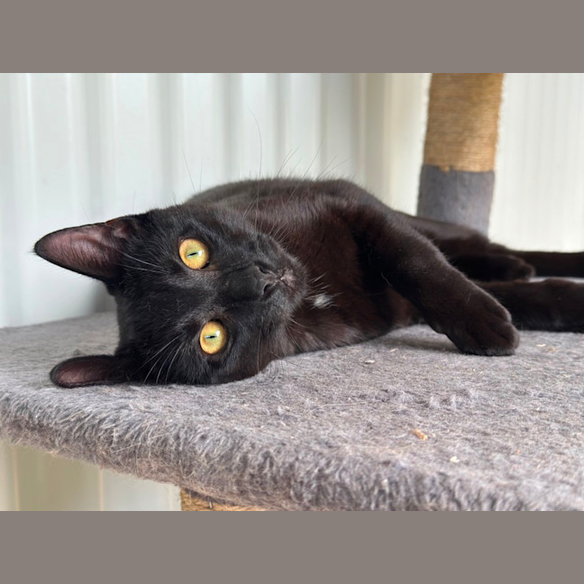 Photo of Bo