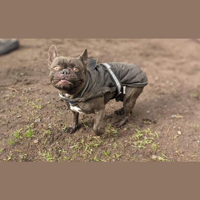 Photo of Meatball 