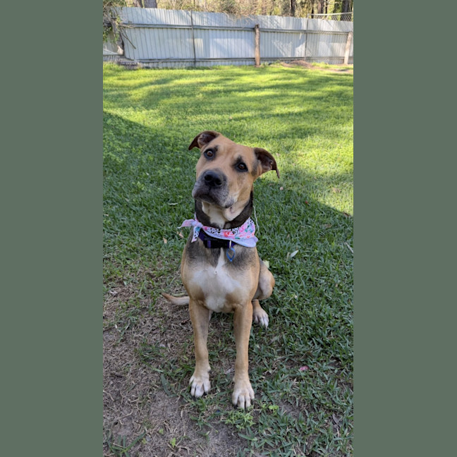 Photo of Mali *$250 Adoption Fee*
