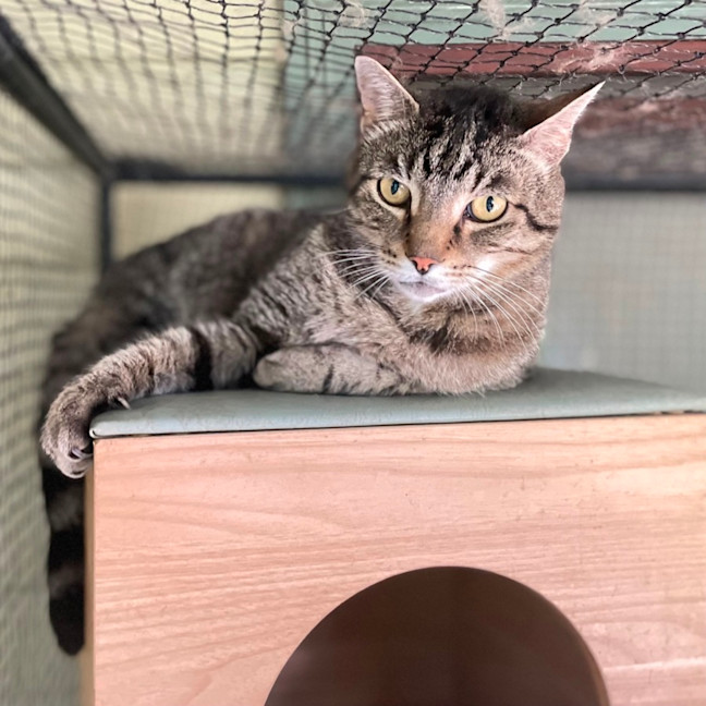 Photo of Tiger