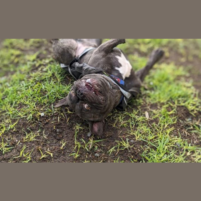 Photo of Meatball 