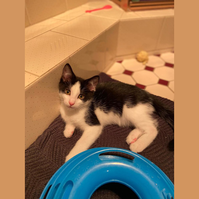 Photo of Archie