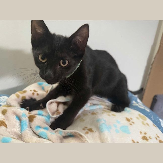 Photo of Emmett  **2nd Chance Cat Rescue**