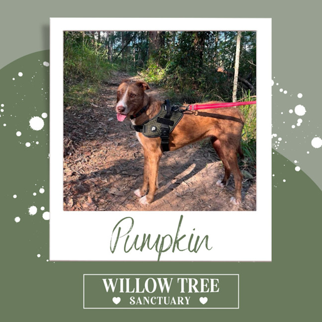 Photo of Pumpkin
