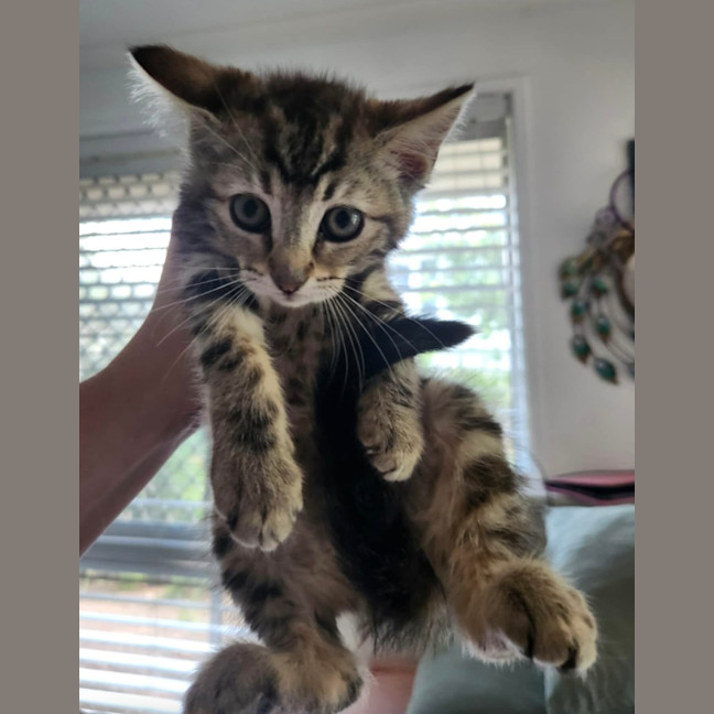 Photo of Guinness