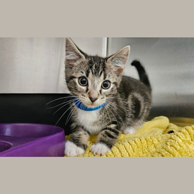 Photo of Wasabi
