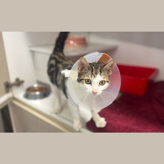 Photo of Donut