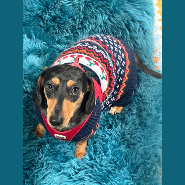 Photo of Morris   2 Year Old Dachshund 