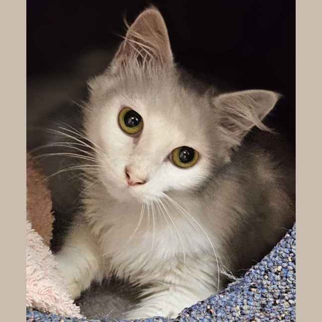 Photo of Willow