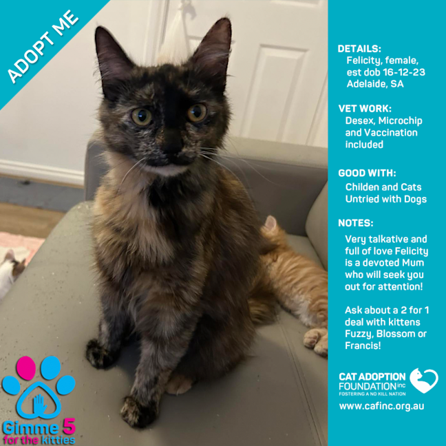 Photo of Felicity Only $40 Limited Time!