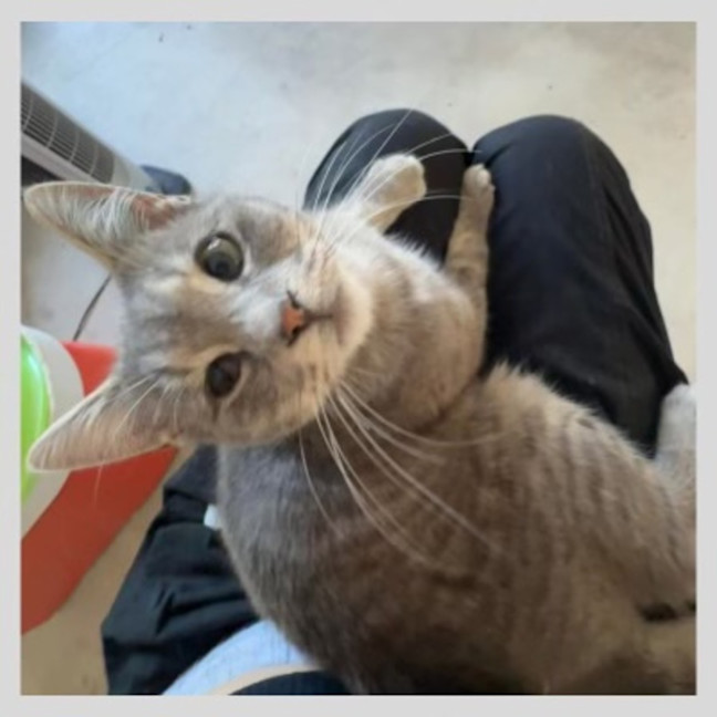 Photo of Juno
