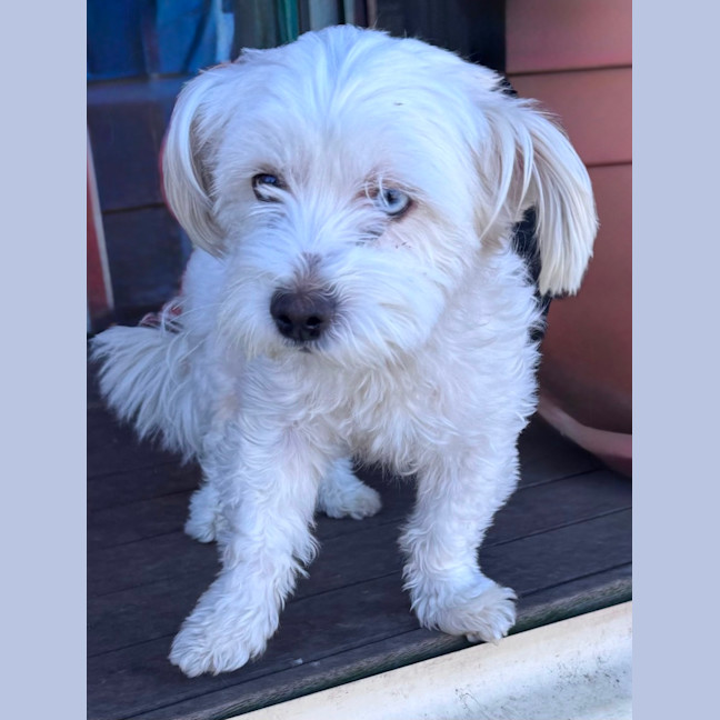 Photo of Snowflake