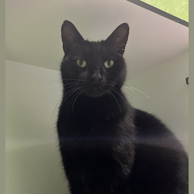 Photo of Taicho (Was Tarantula)