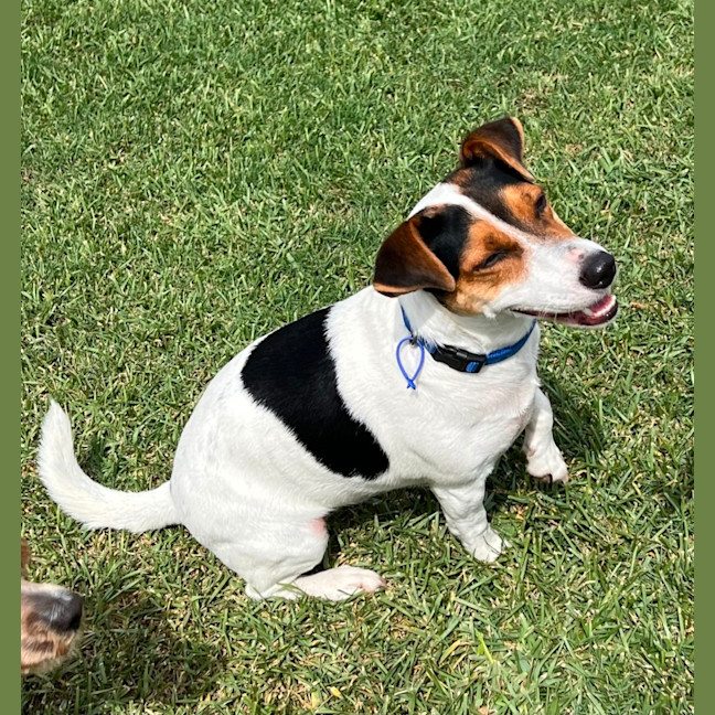 Photo of Milo   2 Year Old Jack Russell Terrier