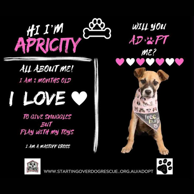 Photo of Apricity