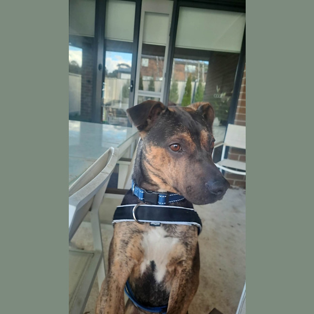 Photo of Shadow