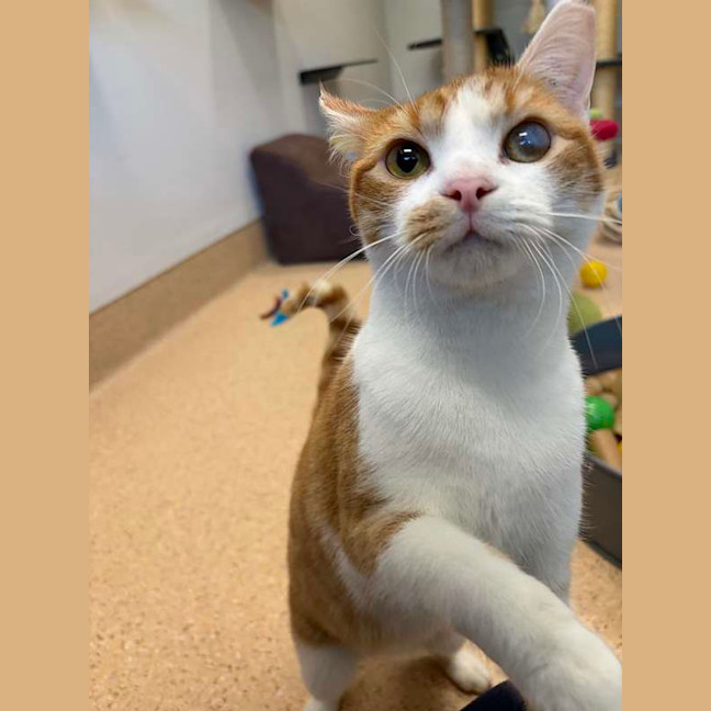 Photo of Baby Gingy