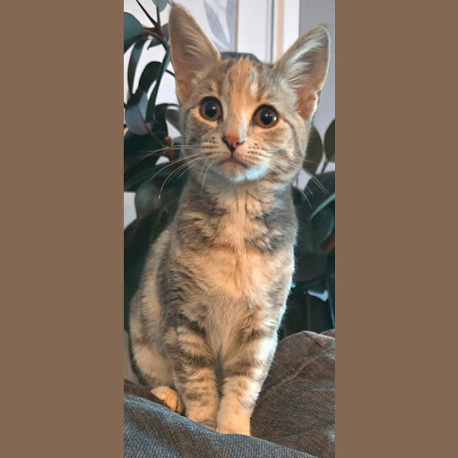 Photo of Peanut
