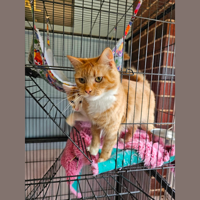 Photo of Starfish 🌟 