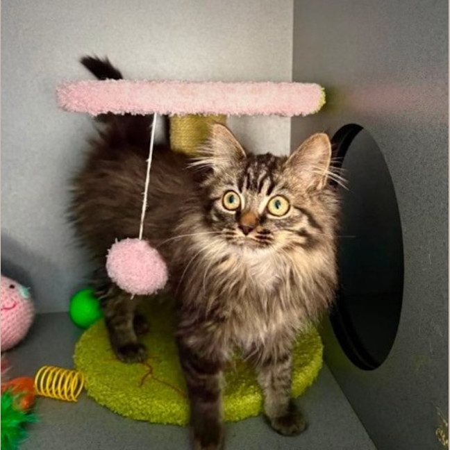 Photo of Berlioz