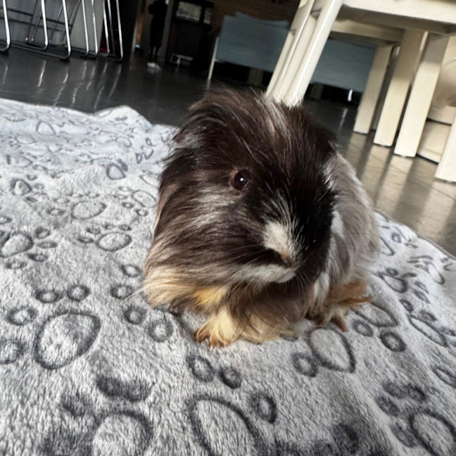 Photo of Bandit