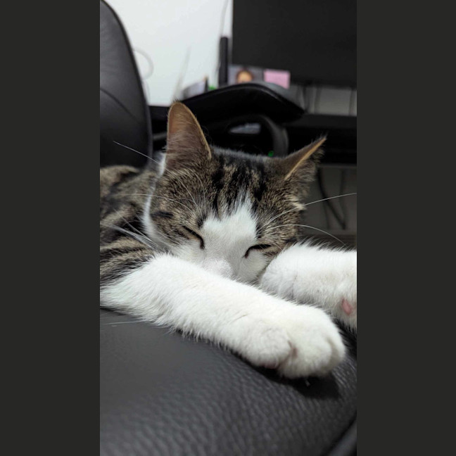 Photo of 🤠 Bandit 🤠