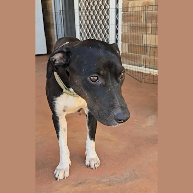 Photo of Juno (Honey)